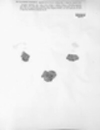 Caloplaca saxicola image